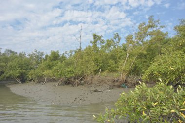 Mangrove orman kıyı şeridi ve çamurlu gel-git arazisi kıyı suları, tropikal haliç ekosistem ve nehir kıyısı bitki örtüsü, doğal habitat ve çevresel koruma sahnesi boyunca kökleri açıkta kalmış.