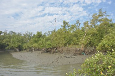 Mangrove orman kıyı şeridi ve çamurlu gel-git arazisi kıyı suları, tropikal haliç ekosistem ve nehir kıyısı bitki örtüsü, doğal habitat ve çevresel koruma sahnesi boyunca kökleri açıkta kalmış.