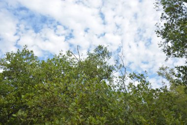 Mangrove orman kıyı şeridi ve çamurlu gel-git arazisi kıyı suları, tropikal haliç ekosistem ve nehir kıyısı bitki örtüsü, doğal habitat ve çevresel koruma sahnesi boyunca kökleri açıkta kalmış.