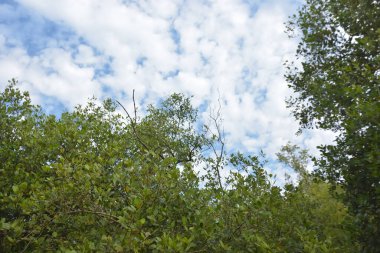 Mangrove orman kıyı şeridi ve çamurlu gel-git arazisi kıyı suları, tropikal haliç ekosistem ve nehir kıyısı bitki örtüsü, doğal habitat ve çevresel koruma sahnesi boyunca kökleri açıkta kalmış.