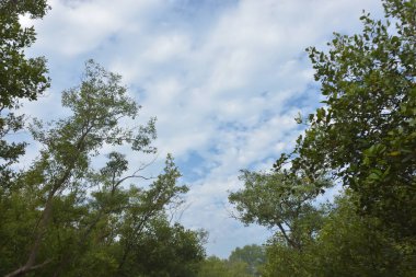 Mangrove orman kıyı şeridi ve çamurlu gel-git arazisi kıyı suları, tropikal haliç ekosistem ve nehir kıyısı bitki örtüsü, doğal habitat ve çevresel koruma sahnesi boyunca kökleri açıkta kalmış.