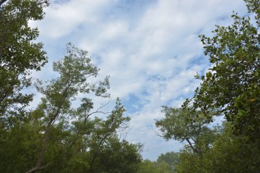 Mangrove orman kıyı şeridi ve çamurlu gel-git arazisi kıyı suları, tropikal haliç ekosistem ve nehir kıyısı bitki örtüsü, doğal habitat ve çevresel koruma sahnesi boyunca kökleri açıkta kalmış.