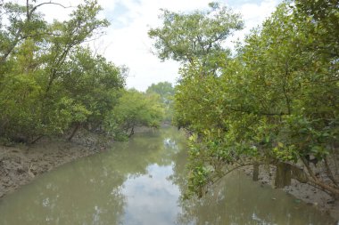 Mangrove orman kıyı şeridi ve çamurlu gel-git arazisi kıyı suları, tropikal haliç ekosistem ve nehir kıyısı bitki örtüsü, doğal habitat ve çevresel koruma sahnesi boyunca kökleri açıkta kalmış.