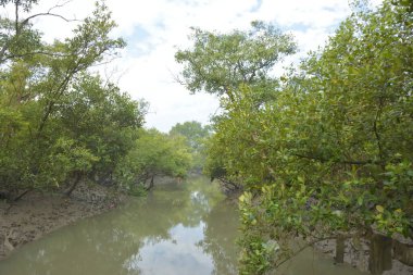 Mangrove orman kıyı şeridi ve çamurlu gel-git arazisi kıyı suları, tropikal haliç ekosistem ve nehir kıyısı bitki örtüsü, doğal habitat ve çevresel koruma sahnesi boyunca kökleri açıkta kalmış.