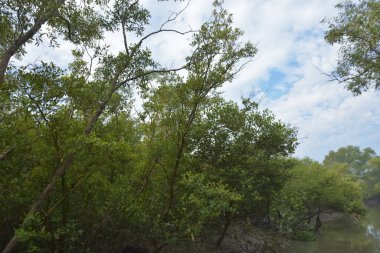Mangrove orman kıyı şeridi ve çamurlu gel-git arazisi kıyı suları, tropikal haliç ekosistem ve nehir kıyısı bitki örtüsü, doğal habitat ve çevresel koruma sahnesi boyunca kökleri açıkta kalmış.