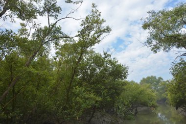 Mangrove orman kıyı şeridi ve çamurlu gel-git arazisi kıyı suları, tropikal haliç ekosistem ve nehir kıyısı bitki örtüsü, doğal habitat ve çevresel koruma sahnesi boyunca kökleri açıkta kalmış.