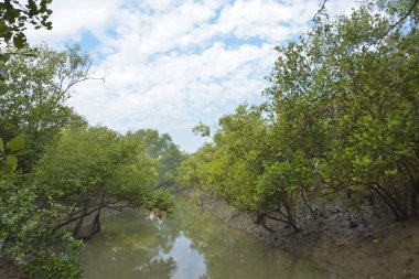 Mangrove orman kıyı şeridi ve çamurlu gel-git arazisi kıyı suları, tropikal haliç ekosistem ve nehir kıyısı bitki örtüsü, doğal habitat ve çevresel koruma sahnesi boyunca kökleri açıkta kalmış.