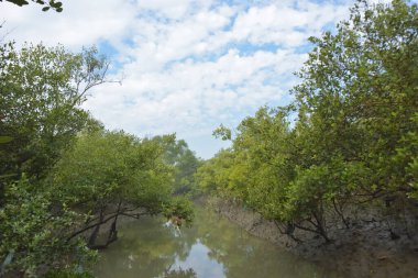 Mangrove orman kıyı şeridi ve çamurlu gel-git arazisi kıyı suları, tropikal haliç ekosistem ve nehir kıyısı bitki örtüsü, doğal habitat ve çevresel koruma sahnesi boyunca kökleri açıkta kalmış.