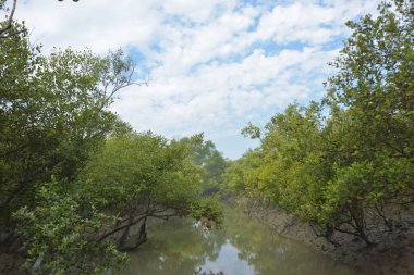 Mangrove orman kıyı şeridi ve çamurlu gel-git arazisi kıyı suları, tropikal haliç ekosistem ve nehir kıyısı bitki örtüsü, doğal habitat ve çevresel koruma sahnesi boyunca kökleri açıkta kalmış.