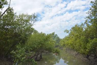 Mangrove orman kıyı şeridi ve çamurlu gel-git arazisi kıyı suları, tropikal haliç ekosistem ve nehir kıyısı bitki örtüsü, doğal habitat ve çevresel koruma sahnesi boyunca kökleri açıkta kalmış.