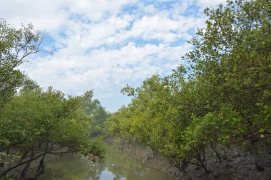 Mangrove orman kıyı şeridi ve çamurlu gel-git arazisi kıyı suları, tropikal haliç ekosistem ve nehir kıyısı bitki örtüsü, doğal habitat ve çevresel koruma sahnesi boyunca kökleri açıkta kalmış.