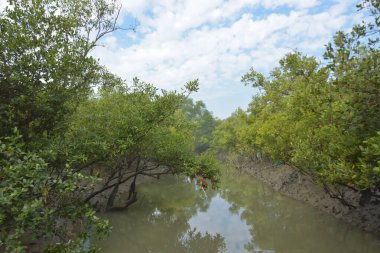 Mangrove orman kıyı şeridi ve çamurlu gel-git arazisi kıyı suları, tropikal haliç ekosistem ve nehir kıyısı bitki örtüsü, doğal habitat ve çevresel koruma sahnesi boyunca kökleri açıkta kalmış.
