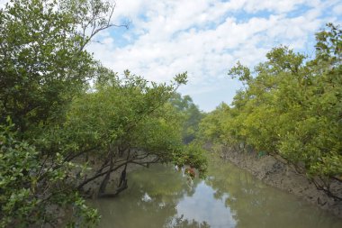 Mangrove orman kıyı şeridi ve çamurlu gel-git arazisi kıyı suları, tropikal haliç ekosistem ve nehir kıyısı bitki örtüsü, doğal habitat ve çevresel koruma sahnesi boyunca kökleri açıkta kalmış.