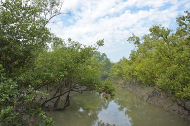 Mangrove orman kıyı şeridi ve çamurlu gel-git arazisi kıyı suları, tropikal haliç ekosistem ve nehir kıyısı bitki örtüsü, doğal habitat ve çevresel koruma sahnesi boyunca kökleri açıkta kalmış.