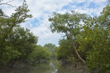 Mangrove orman kıyı şeridi ve çamurlu gel-git arazisi kıyı suları, tropikal haliç ekosistem ve nehir kıyısı bitki örtüsü, doğal habitat ve çevresel koruma sahnesi boyunca kökleri açıkta kalmış.