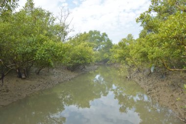 Mangrove orman kıyı şeridi ve çamurlu gel-git arazisi kıyı suları, tropikal haliç ekosistem ve nehir kıyısı bitki örtüsü, doğal habitat ve çevresel koruma sahnesi boyunca kökleri açıkta kalmış.