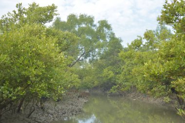 Mangrove orman kıyı şeridi ve çamurlu gel-git arazisi kıyı suları, tropikal haliç ekosistem ve nehir kıyısı bitki örtüsü, doğal habitat ve çevresel koruma sahnesi boyunca kökleri açıkta kalmış.