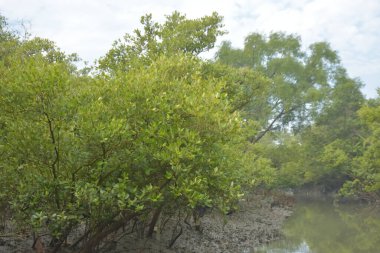 Mangrove orman kıyı şeridi ve çamurlu gel-git arazisi kıyı suları, tropikal haliç ekosistem ve nehir kıyısı bitki örtüsü, doğal habitat ve çevresel koruma sahnesi boyunca kökleri açıkta kalmış.