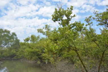 Mangrove orman kıyı şeridi ve çamurlu gel-git arazisi kıyı suları, tropikal haliç ekosistem ve nehir kıyısı bitki örtüsü, doğal habitat ve çevresel koruma sahnesi boyunca kökleri açıkta kalmış.