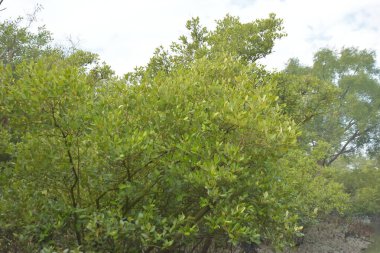 Mangrove orman kıyı şeridi ve çamurlu gel-git arazisi kıyı suları, tropikal haliç ekosistem ve nehir kıyısı bitki örtüsü, doğal habitat ve çevresel koruma sahnesi boyunca kökleri açıkta kalmış.