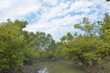 Mangrove orman kıyı şeridi ve çamurlu gel-git arazisi kıyı suları, tropikal haliç ekosistem ve nehir kıyısı bitki örtüsü, doğal habitat ve çevresel koruma sahnesi boyunca kökleri açıkta kalmış.