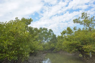 Mangrove orman kıyı şeridi ve çamurlu gel-git arazisi kıyı suları, tropikal haliç ekosistem ve nehir kıyısı bitki örtüsü, doğal habitat ve çevresel koruma sahnesi boyunca kökleri açıkta kalmış.