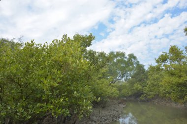 Mangrove orman kıyı şeridi ve çamurlu gel-git arazisi kıyı suları, tropikal haliç ekosistem ve nehir kıyısı bitki örtüsü, doğal habitat ve çevresel koruma sahnesi boyunca kökleri açıkta kalmış.