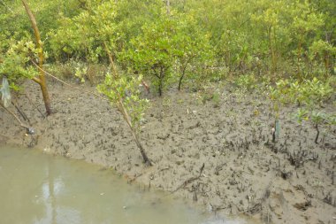 Mangrove orman kıyı şeridi ve çamurlu gel-git arazisi kıyı suları, tropikal haliç ekosistem ve nehir kıyısı bitki örtüsü, doğal habitat ve çevresel koruma sahnesi boyunca kökleri açıkta kalmış.
