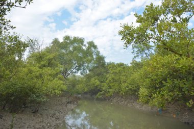 Mangrove orman kıyı şeridi ve çamurlu gel-git arazisi kıyı suları, tropikal haliç ekosistem ve nehir kıyısı bitki örtüsü, doğal habitat ve çevresel koruma sahnesi boyunca kökleri açıkta kalmış.