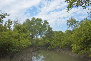 Mangrove orman kıyı şeridi ve çamurlu gel-git arazisi kıyı suları, tropikal haliç ekosistem ve nehir kıyısı bitki örtüsü, doğal habitat ve çevresel koruma sahnesi boyunca kökleri açıkta kalmış.
