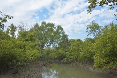 Mangrove orman kıyı şeridi ve çamurlu gel-git arazisi kıyı suları, tropikal haliç ekosistem ve nehir kıyısı bitki örtüsü, doğal habitat ve çevresel koruma sahnesi boyunca kökleri açıkta kalmış.
