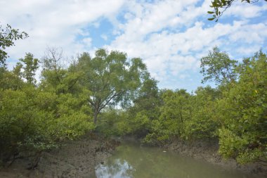 Mangrove orman kıyı şeridi ve çamurlu gel-git arazisi kıyı suları, tropikal haliç ekosistem ve nehir kıyısı bitki örtüsü, doğal habitat ve çevresel koruma sahnesi boyunca kökleri açıkta kalmış.