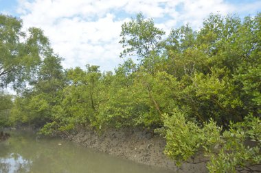 Mangrove orman kıyı şeridi ve çamurlu gel-git arazisi kıyı suları, tropikal haliç ekosistem ve nehir kıyısı bitki örtüsü, doğal habitat ve çevresel koruma sahnesi boyunca kökleri açıkta kalmış.