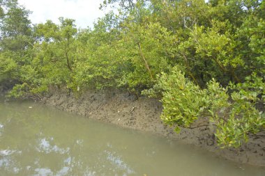 Mangrove orman kıyı şeridi ve çamurlu gel-git arazisi kıyı suları, tropikal haliç ekosistem ve nehir kıyısı bitki örtüsü, doğal habitat ve çevresel koruma sahnesi boyunca kökleri açıkta kalmış.