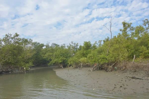 Cox 's Bazar' daki Bakkhali Nehri yakınlarındaki bir mangrov ormanından akan dar gelgit deresi, Bangladeş 'teki doğal bir kıyı suları içinde çamurlu bankalar, sakin sular ve yoğun tropikal bitki örtüsü barındırıyor..