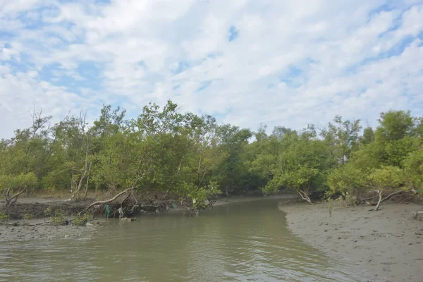 Bakkhali Nehri bölgesindeki mangrov kökleri ve çamurlu gelgit alanının yakın görüntüsü, doğal gün ışığı altında Bangladeş 'teki Cox' s Bazar 'ın dokulu kıyı ekosistemini gösteriyor..