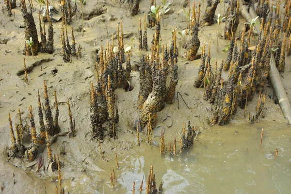 Bakkhali Nehri bölgesindeki mangrov kökleri ve çamurlu gelgit alanının yakın görüntüsü, doğal gün ışığı altında Bangladeş 'teki Cox' s Bazar 'ın dokulu kıyı ekosistemini gösteriyor..
