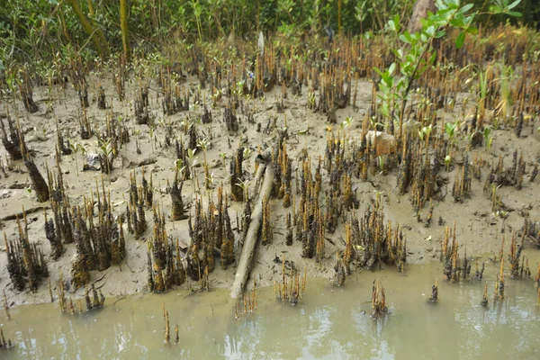 Mangrove orman gelgit deresi, alçak gelgit sırasında çamurlu kıyı şeridi, tropikal sulak arazi ekosistemi ve nehir kıyısı bitki örtüsü