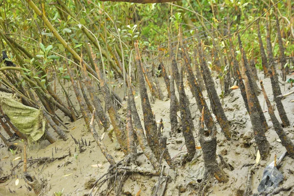 Mangrove orman gelgit deresi, alçak gelgit sırasında çamurlu kıyı şeridi, tropikal sulak arazi ekosistemi ve nehir kıyısı bitki örtüsü