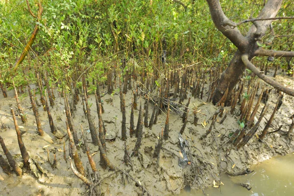 Mangrove orman gelgit deresi, alçak gelgit sırasında çamurlu kıyı şeridi, tropikal sulak arazi ekosistemi ve nehir kıyısı bitki örtüsü