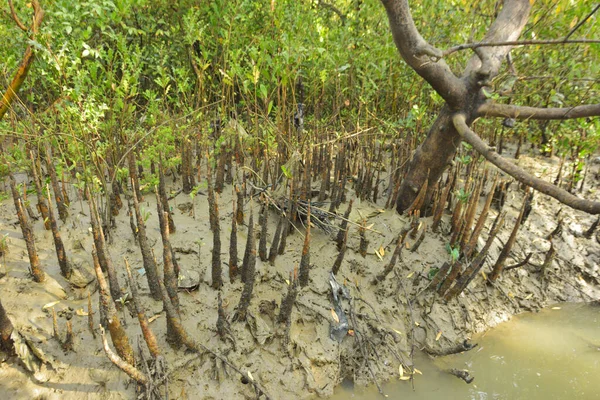 Mangrove orman gelgit deresi, alçak gelgit sırasında çamurlu kıyı şeridi, tropikal sulak arazi ekosistemi ve nehir kıyısı bitki örtüsü
