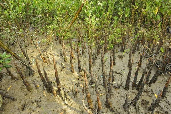 Mangrove orman kıyı şeridi ve çamurlu gel-git arazisi kıyı suları, tropikal haliç ekosistem ve nehir kıyısı bitki örtüsü, doğal habitat ve çevresel koruma sahnesi boyunca kökleri açıkta kalmış.