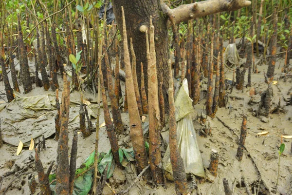 Mangrove orman kıyı şeridi ve çamurlu gel-git arazisi kıyı suları, tropikal haliç ekosistem ve nehir kıyısı bitki örtüsü, doğal habitat ve çevresel koruma sahnesi boyunca kökleri açıkta kalmış.