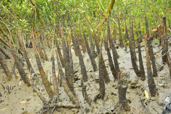 Mangrove orman kıyı şeridi ve çamurlu gel-git arazisi kıyı suları, tropikal haliç ekosistem ve nehir kıyısı bitki örtüsü, doğal habitat ve çevresel koruma sahnesi boyunca kökleri açıkta kalmış.