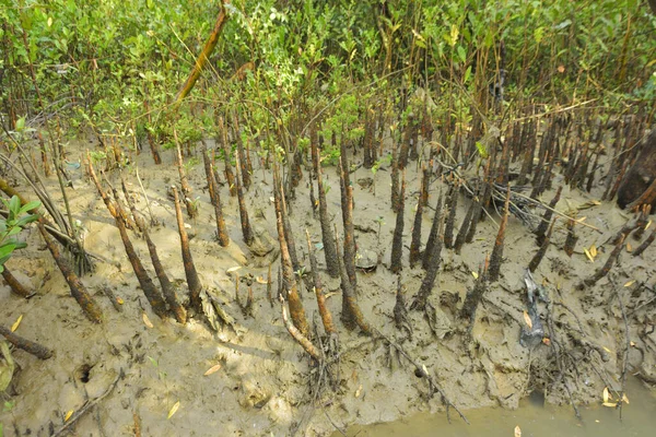 Mangrove orman kıyı şeridi ve çamurlu gel-git arazisi kıyı suları, tropikal haliç ekosistem ve nehir kıyısı bitki örtüsü, doğal habitat ve çevresel koruma sahnesi boyunca kökleri açıkta kalmış.