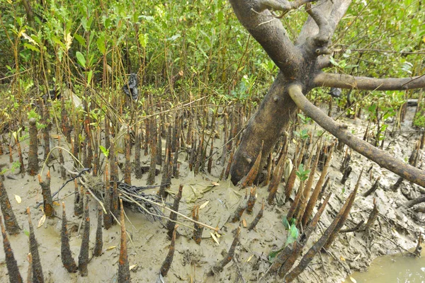 Mangrove orman kıyı şeridi ve çamurlu gel-git arazisi kıyı suları, tropikal haliç ekosistem ve nehir kıyısı bitki örtüsü, doğal habitat ve çevresel koruma sahnesi boyunca kökleri açıkta kalmış.