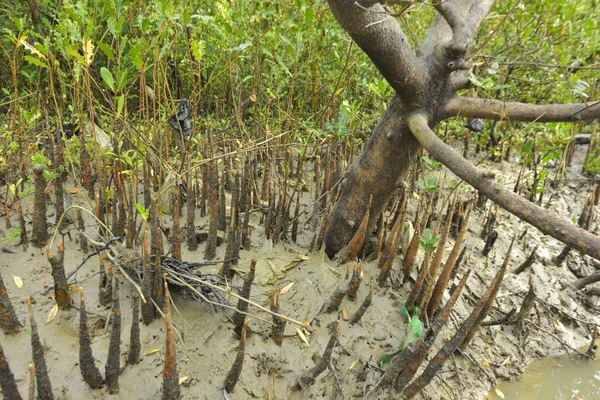 Mangrove orman kıyı şeridi ve çamurlu gel-git arazisi kıyı suları, tropikal haliç ekosistem ve nehir kıyısı bitki örtüsü, doğal habitat ve çevresel koruma sahnesi boyunca kökleri açıkta kalmış.