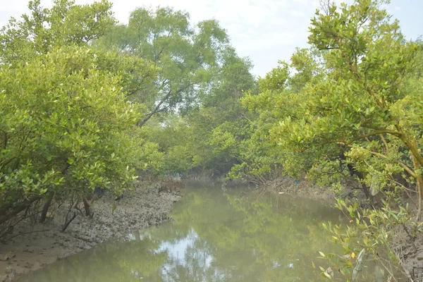 Mangrove orman kıyı şeridi ve çamurlu gel-git arazisi kıyı suları, tropikal haliç ekosistem ve nehir kıyısı bitki örtüsü, doğal habitat ve çevresel koruma sahnesi boyunca kökleri açıkta kalmış.
