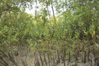 Serene Dar Kanal Sundarbans 'ın Yoğun Yeşil Mangrov Ormanı' ndan akıyor