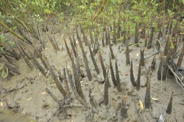 Serene Dar Kanal Sundarbans 'ın Yoğun Yeşil Mangrov Ormanı' ndan akıyor